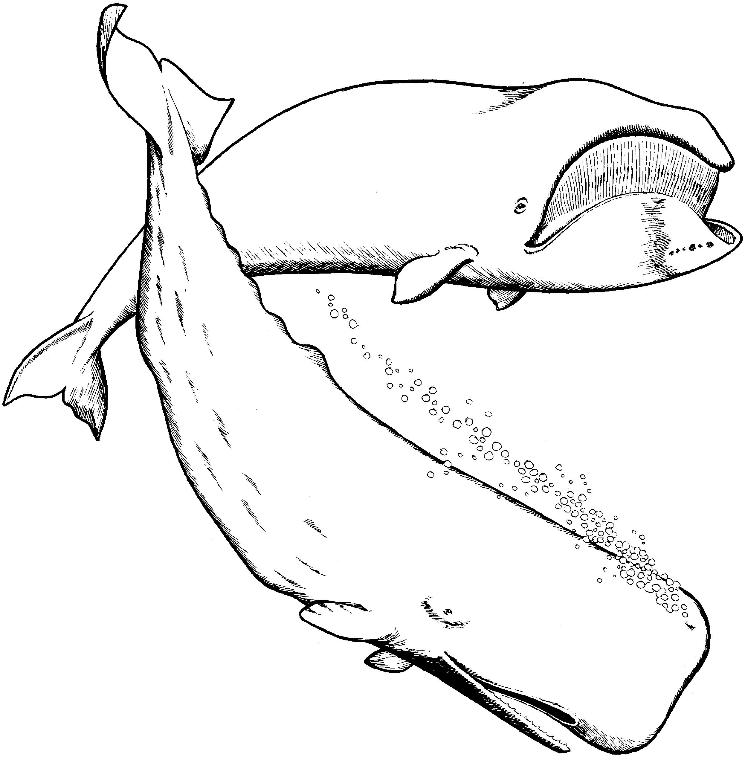 Whale Coloring Page