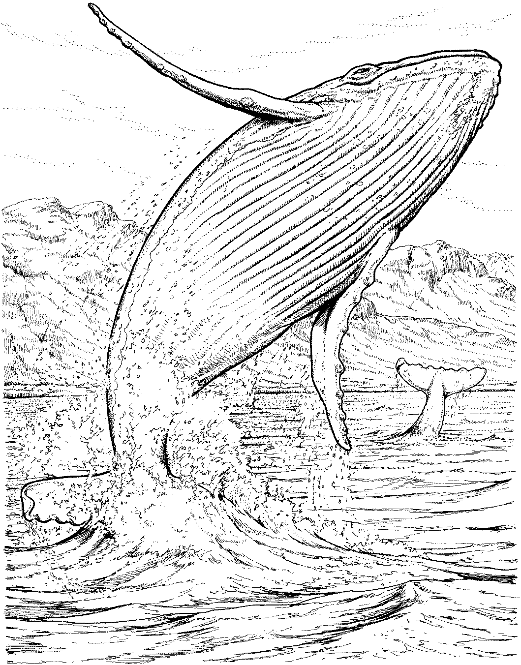 whale-coloring-pages