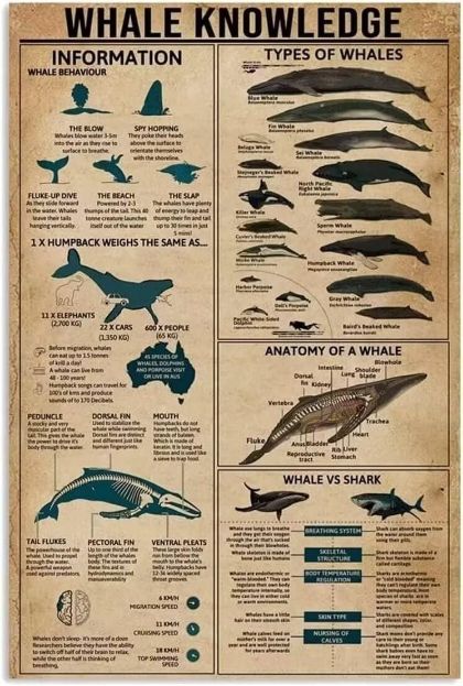 Whale Knowledge Metal Tin Sign