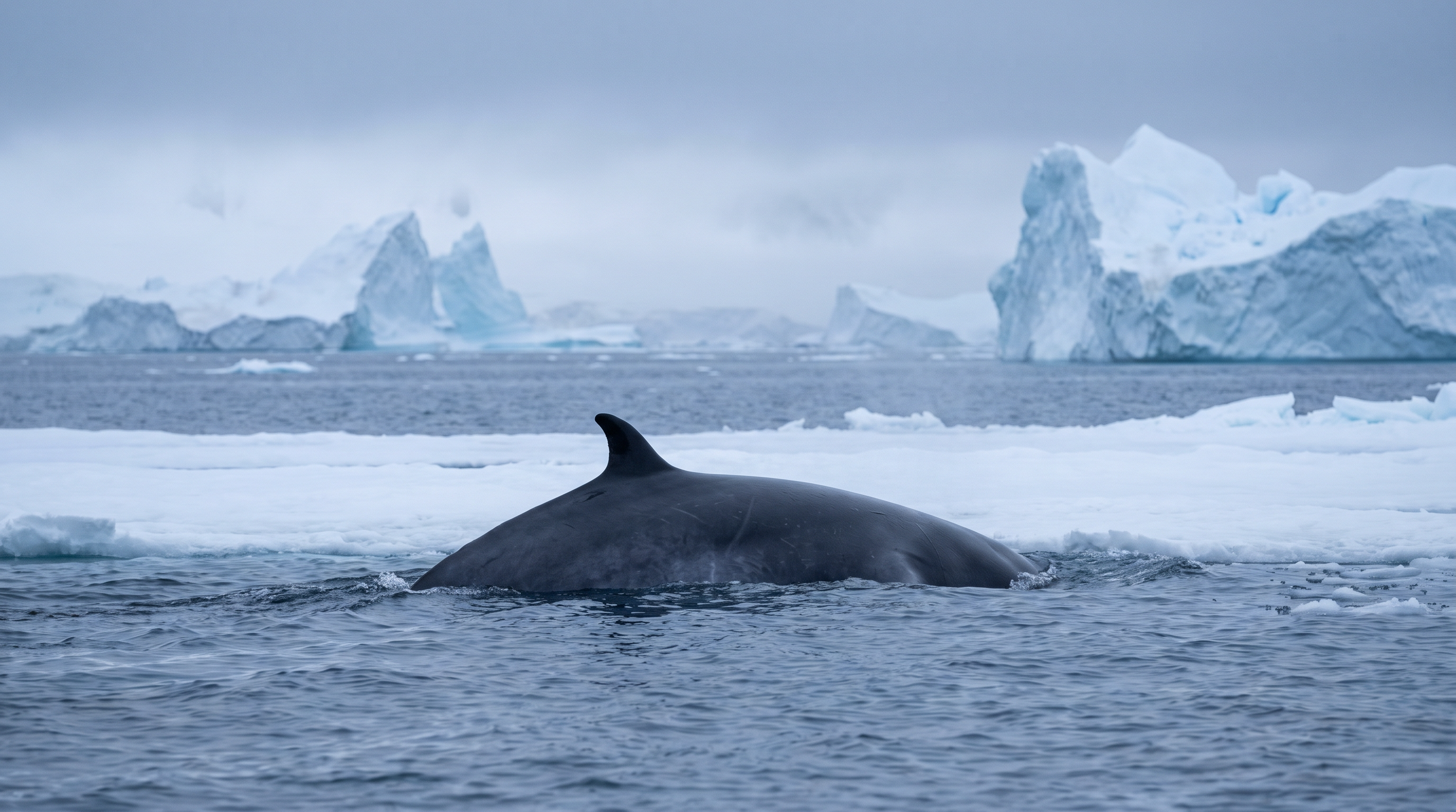 Antarctic Minke Whales