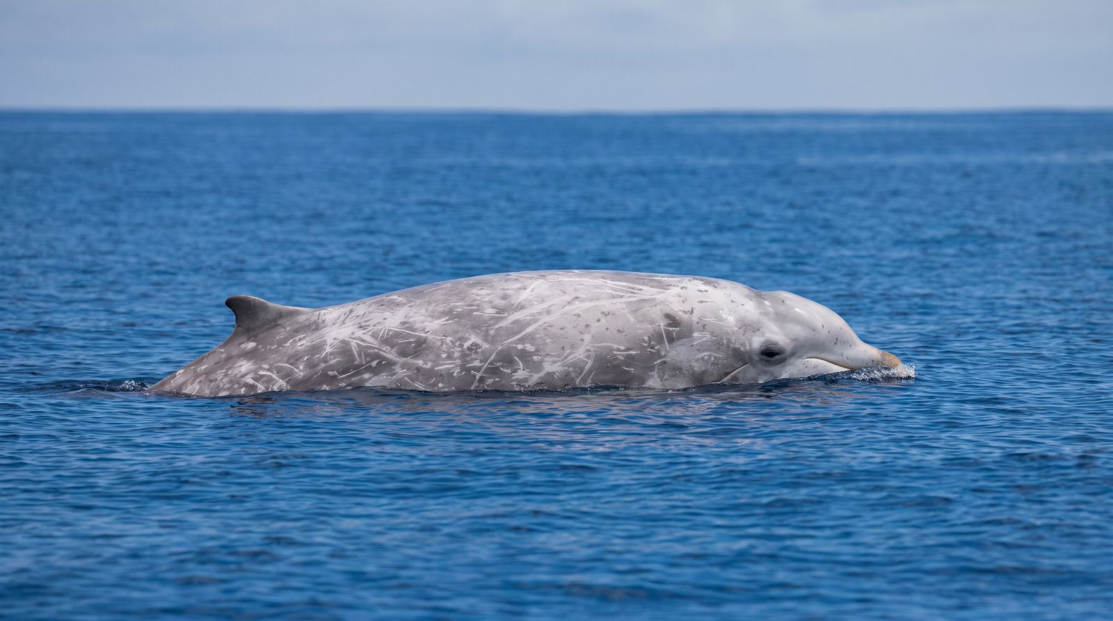 Cuvier's Beaked Whales