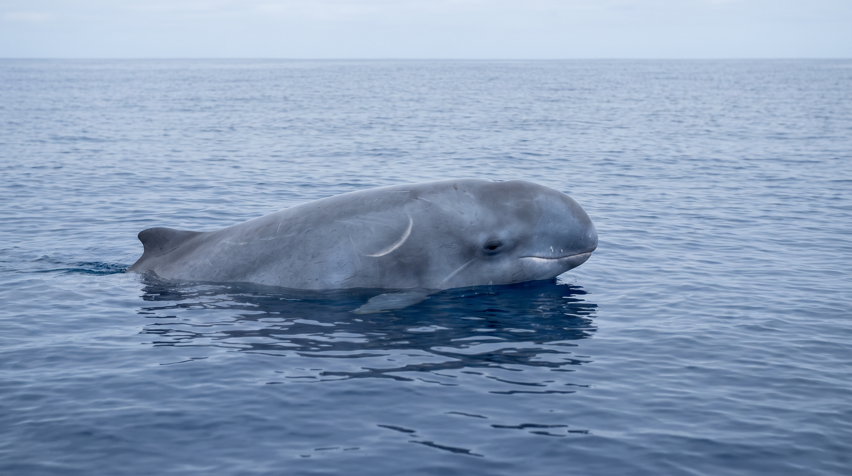 Dwarf Sperm Whales