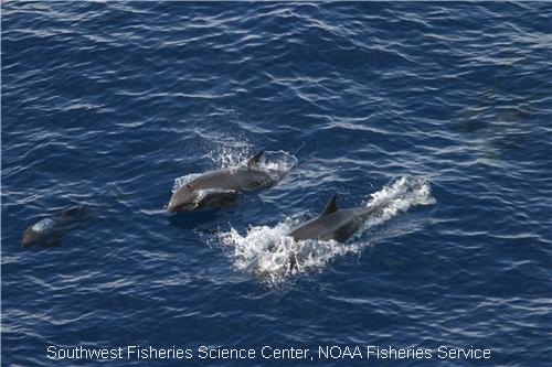 Melon-Headed Whales