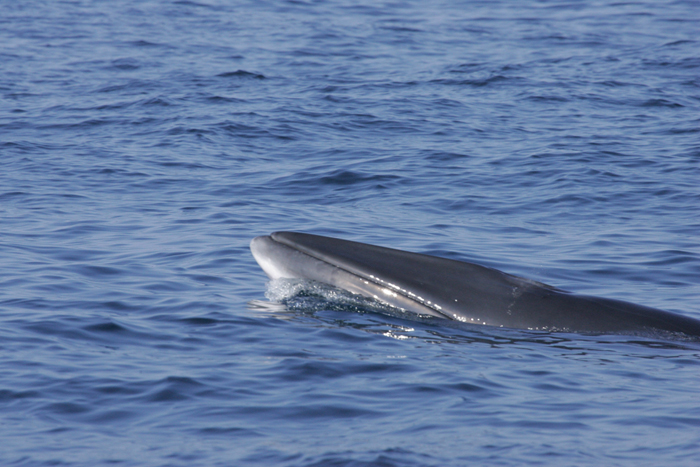 Common Minke Whales