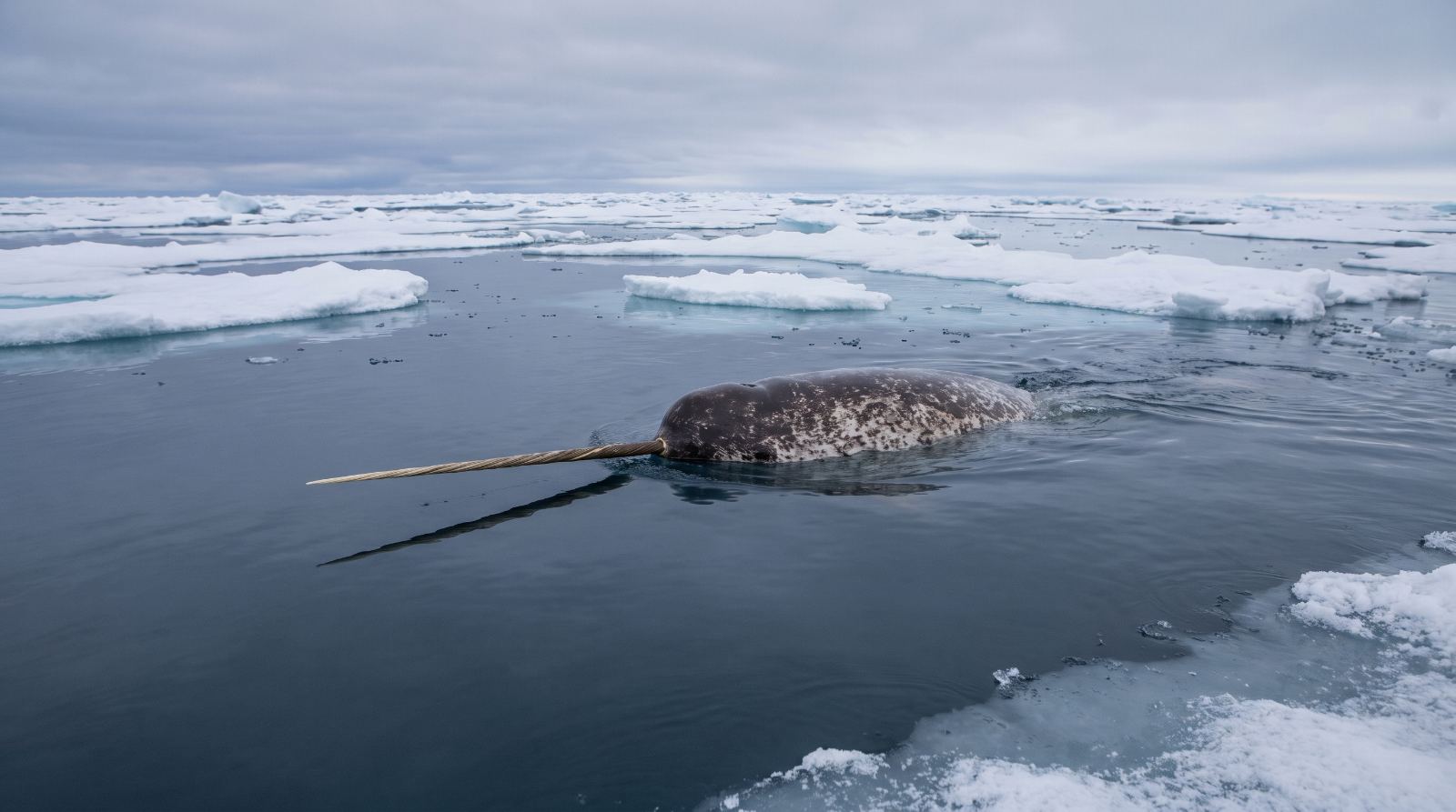 Narwhals