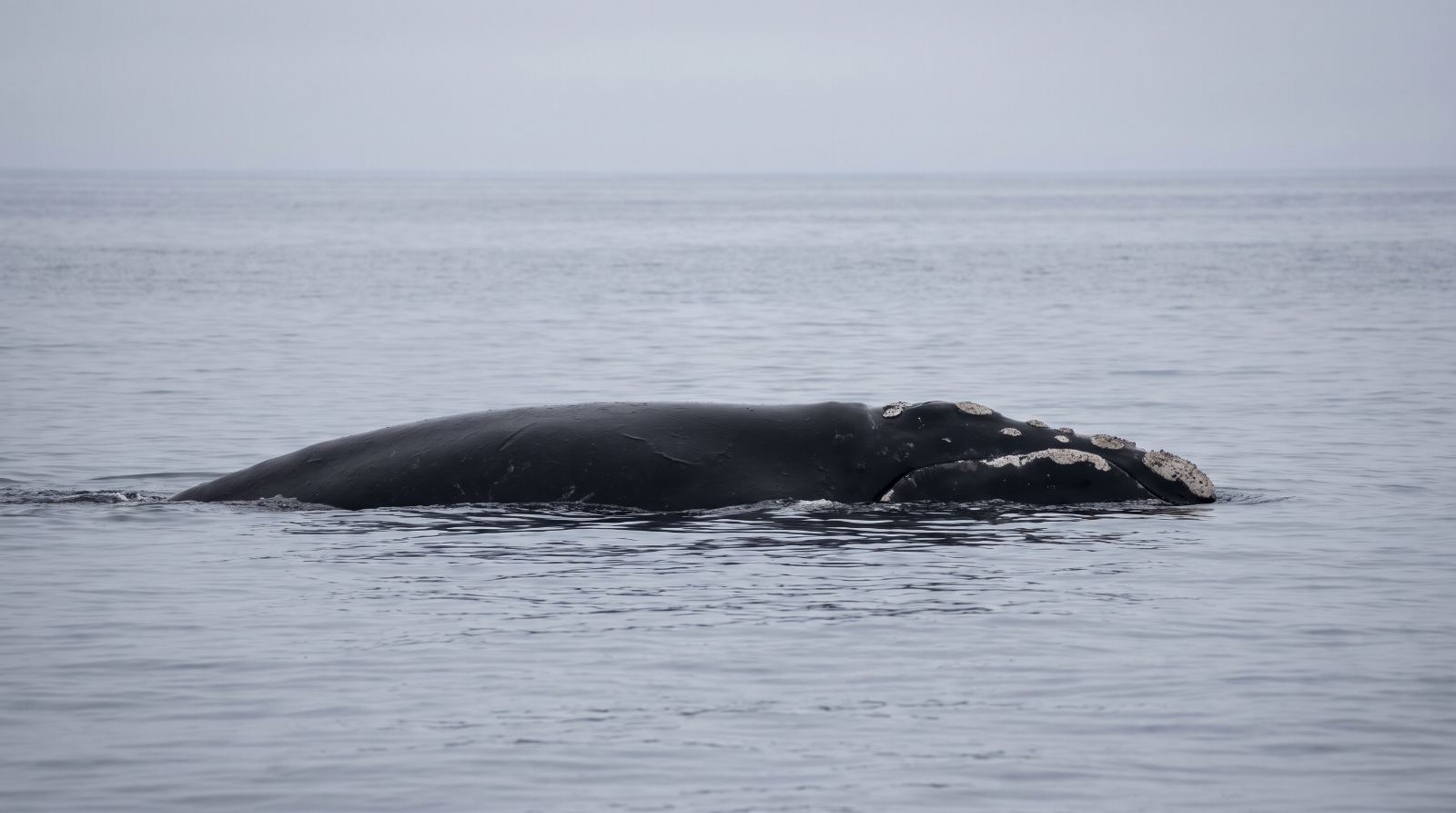North Atlantic Right Whales