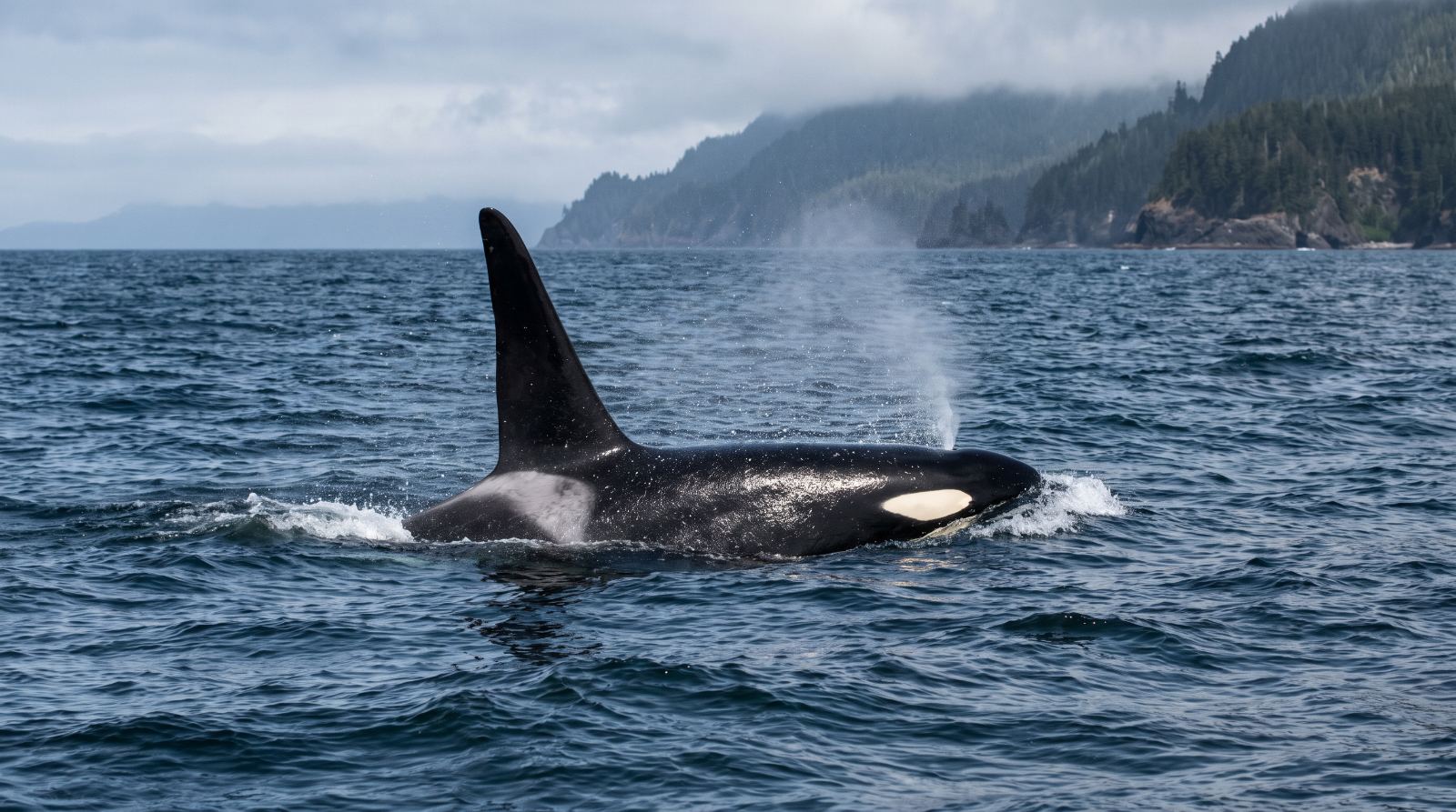 Orca Whales