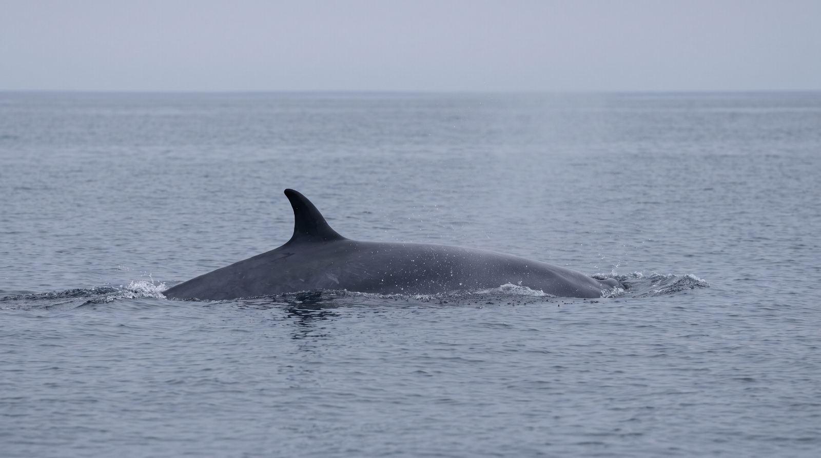 Sei Whales