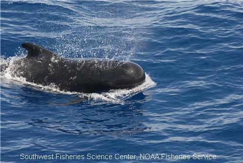 Pilot Whales